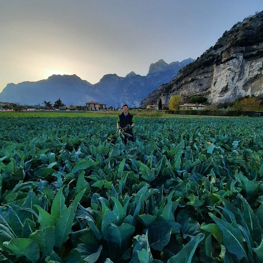 Il broccolo di Torbole