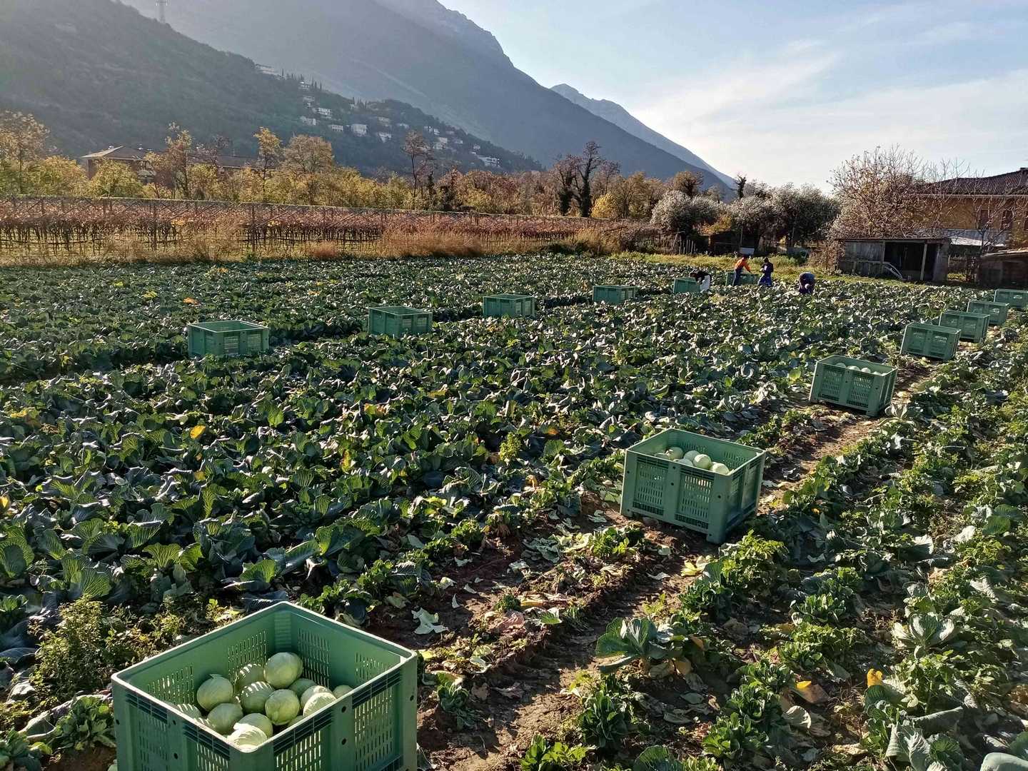 Azienda Agricola Matteo Briosi